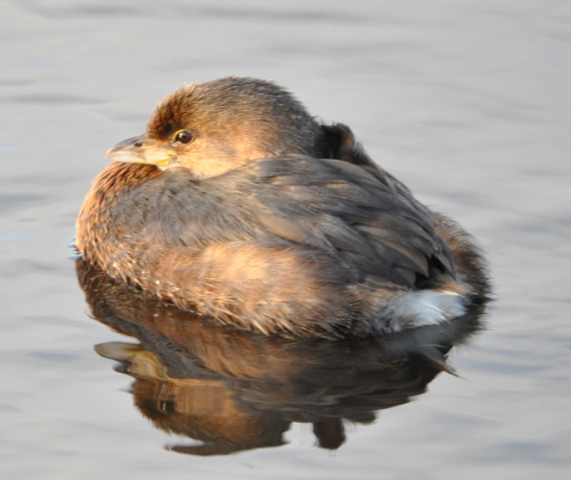 DSC_0420b.JPG