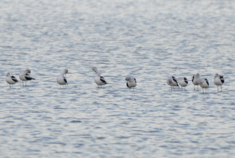 DSC_0484b.JPG