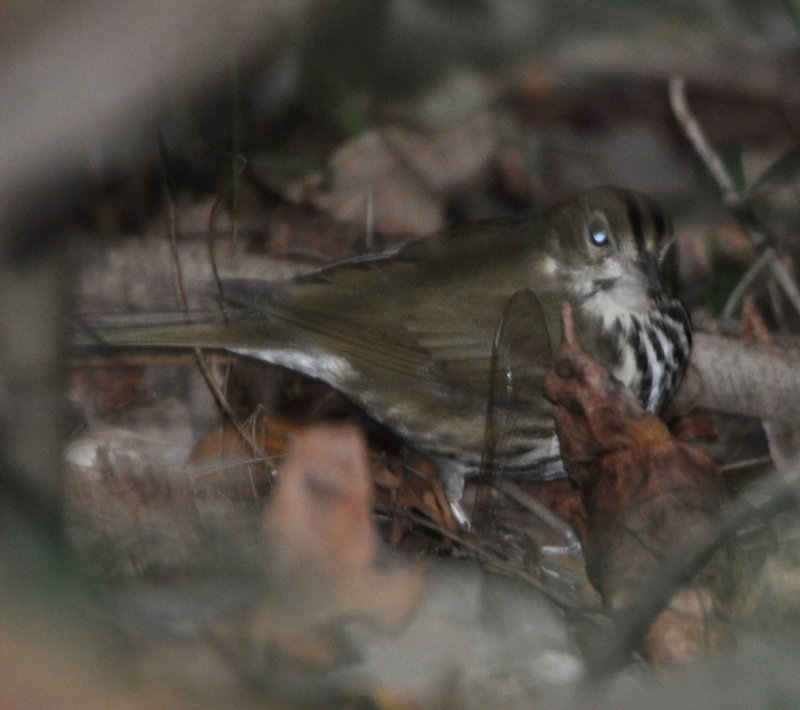 DSC_0005b.JPG