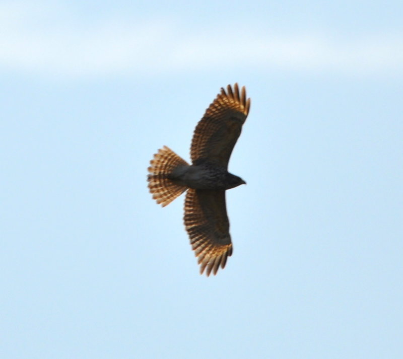 DSC_0648b.JPG