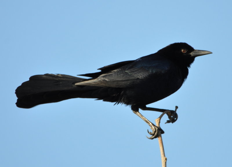 DSC_0690b.JPG