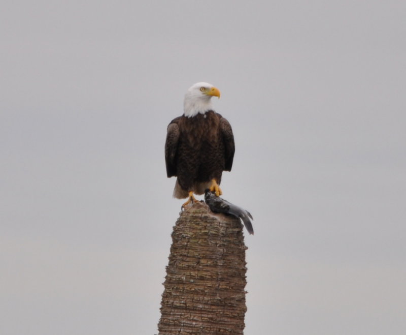 DSC_0096b.JPG