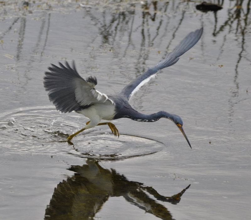 DSC_0307b.JPG