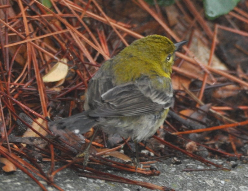 DSC_0423b.JPG