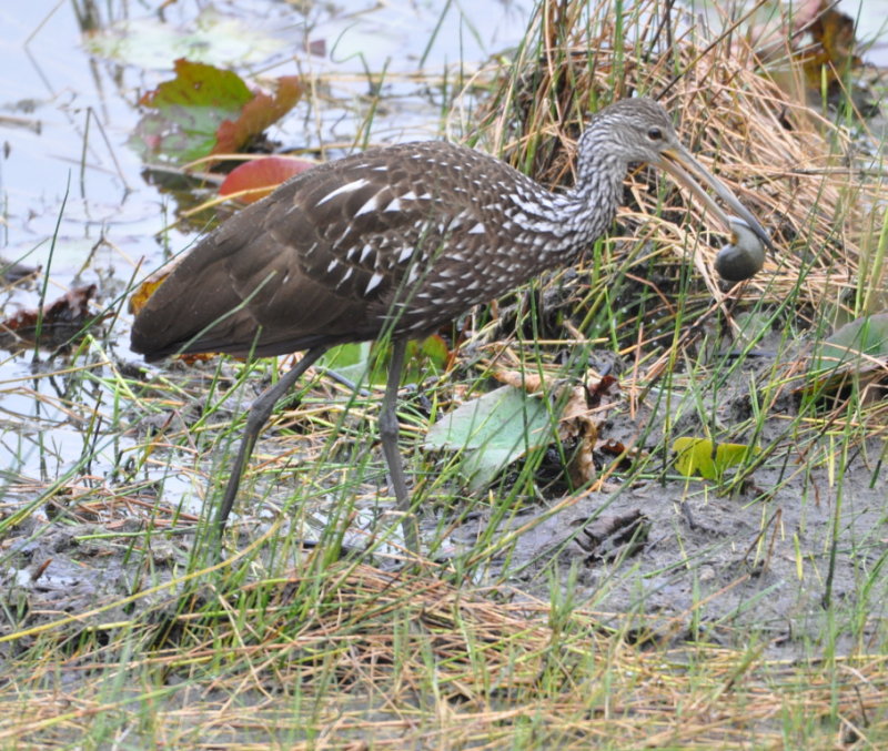 DSC_0507b.JPG