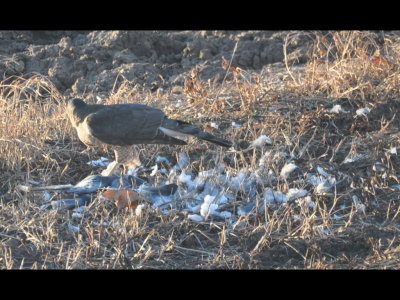 Cooper's Hawk and Prey, Nov 30, 2013