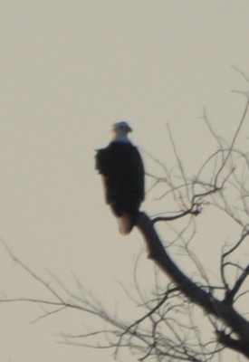 DSC_1033b.jpg
