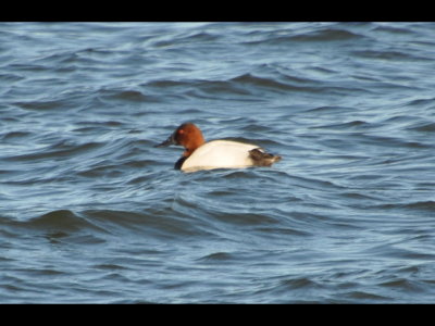 DSC_1246b.jpg
