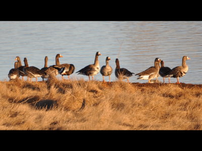 DSC_1287b.jpg