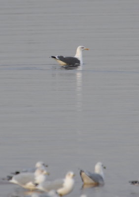 Lake Hefner, Jan 30, 2014