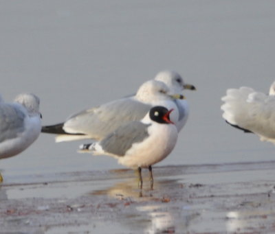 DSC_0309b.JPG