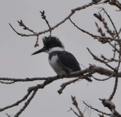 DSC_0400b.JPG
