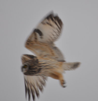 DSC_0606b.JPG