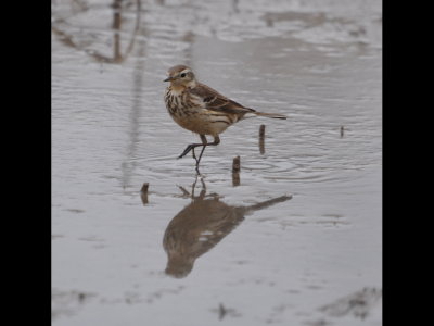 American Pipit
At Rose Lake, NW 63rd and Sara Rd, Canadian Co, OK