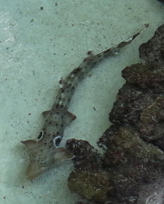 20140, 726_110239b.jpg