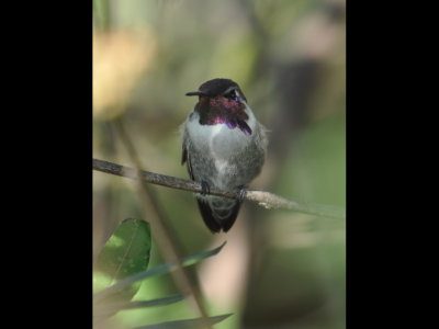 Costa's Hummingbird etc 20141025