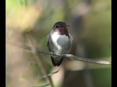 DSC_0267b.JPG