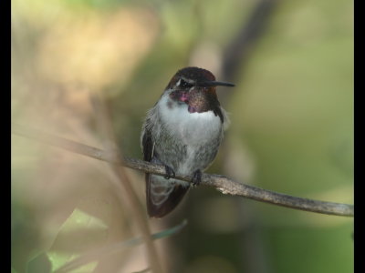DSC_0311b.JPG