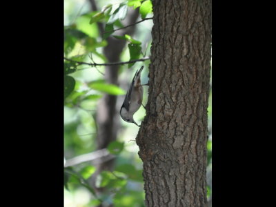 DSC_0325b.JPG