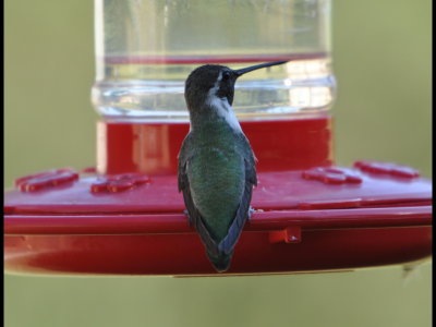 DSC_0343b.JPG