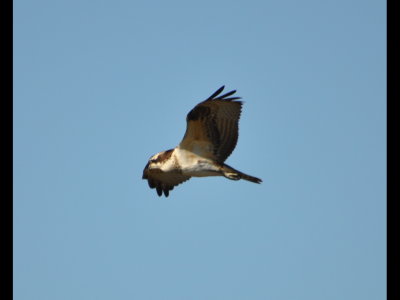 DSC_0422b.JPG