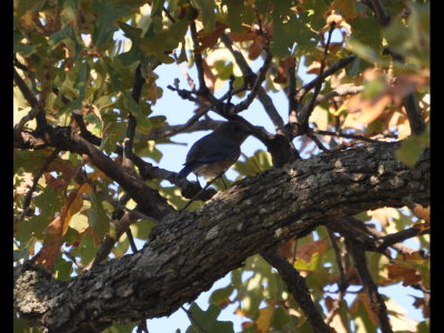 DSC_0442b.JPG