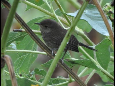 DSC_1015b.JPG