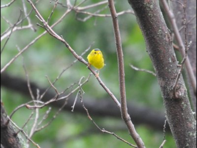 DSC_1087b.JPG