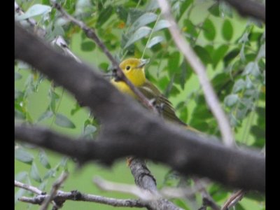 DSC_1099b.JPG