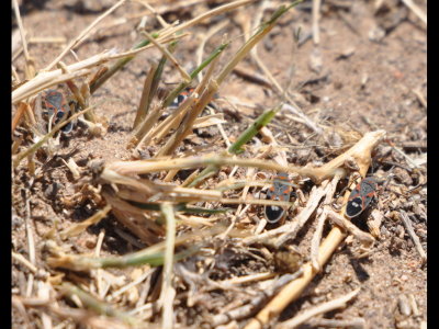Hemiptera/heteroptera seen on our trip to Black Mesa with OOS, May 2011