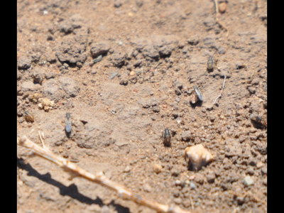 Unidentified insects seen at Black Mesa, May 2011