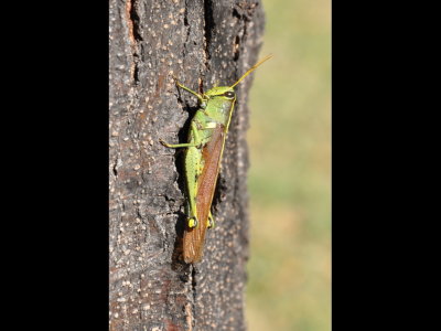 DSC_0658p.JPG