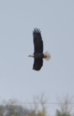 The Bald Eagle turned as it flew away and I got this fuzzy photo of it showing white head and tail.