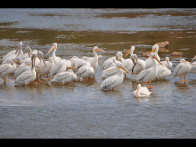 Below us in the water were several American White Pelicans.