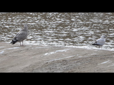 Back at the spillway were gulls, including this Herring Gull and Ring-billed Gull.