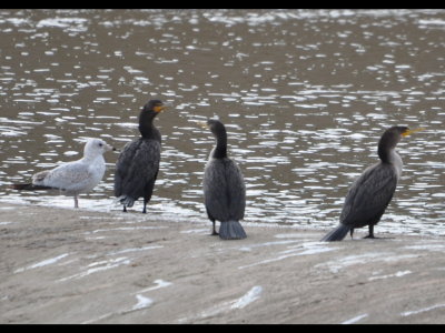 There were also several Double-crested Cormorants in the area.