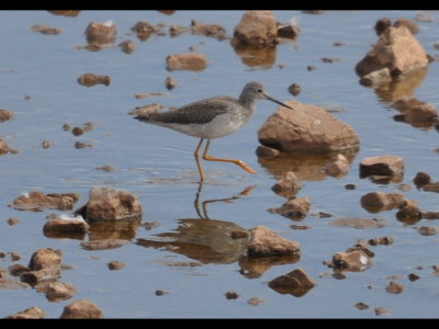 And several Greater Yellowlegs.