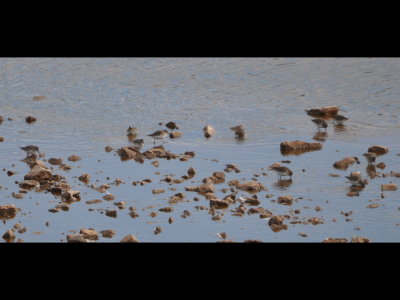Least Sandpipers at Great Salt Plains NWR
