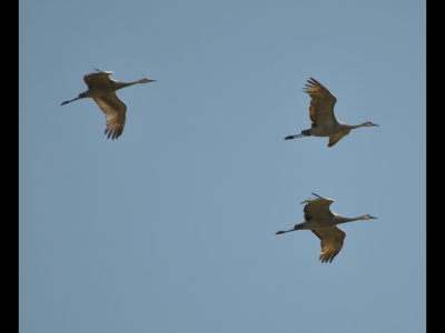 Three Sandhill Cranes in flight at SPNWR