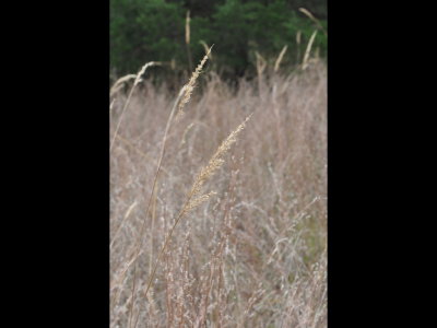 The grass with the large golden plume in Indian Grass, per BD, with Little Bluestem in the background.