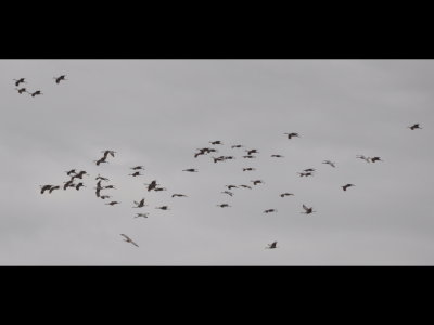 One of many groups of Sandhill Cranes that flew over us during the day.