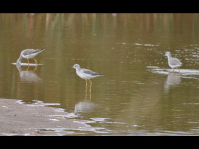 In one of the bayous along the dike were a number of Greater Yellowlegs.