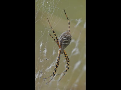 Back side of the Banded Garden Spider at SPNWR