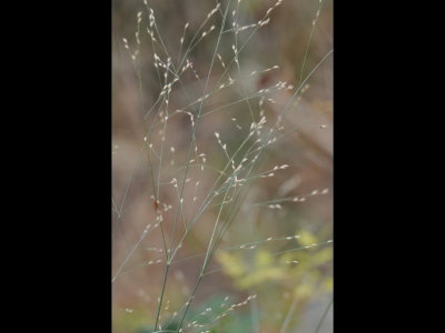 Switchgrass at SPNWR