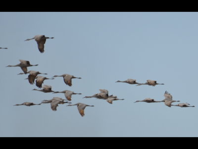 Sandhill Cranes in flight over SPNWR