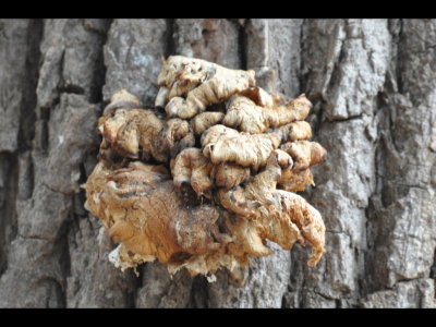 Fungus on a Cottonwood Tree trunk