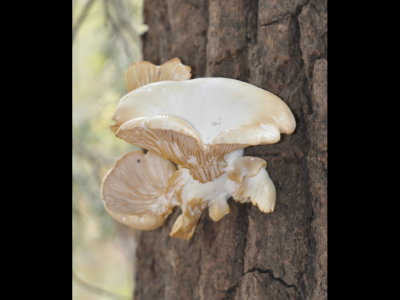 More interesting fungus, Oyster Mushroom, per BD
