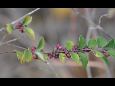 Buckbrush or Coralberry or Indian Currant, Symphoricarpos orbiculatas, per BD