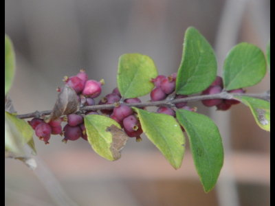 Coralberry close-up