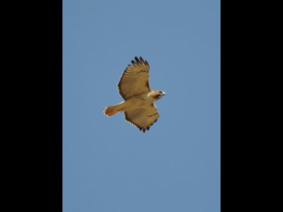 A Red-Tailed Hawk soaring on the wind, above us where we parked along Highway 11 on the north side of SPNWR
The locally breeding type, lightly marked underneath with a light rufous wash, per BD